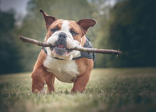 5 chiens idéaux pour les petits appartements au Bresil