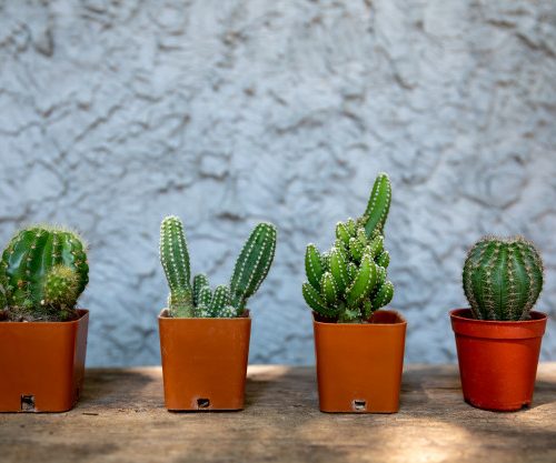 3 tendances décoration au Brésil pour cet été 2020