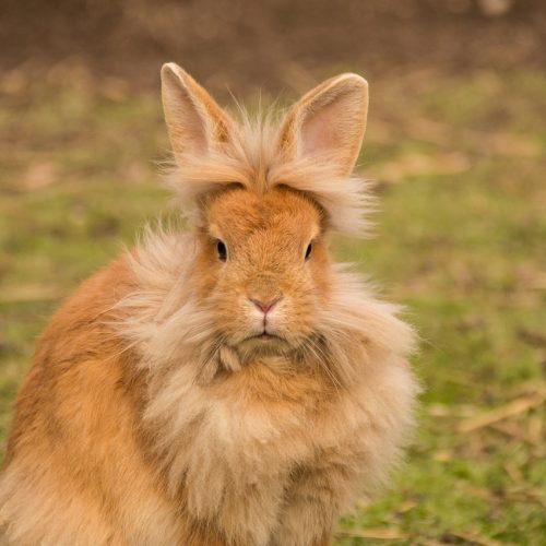 Comment savoir si un lapin apprécie les caresses ?