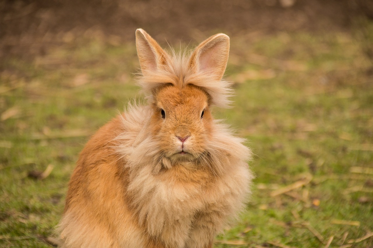 Comment savoir si un lapin apprécie les caresses ?