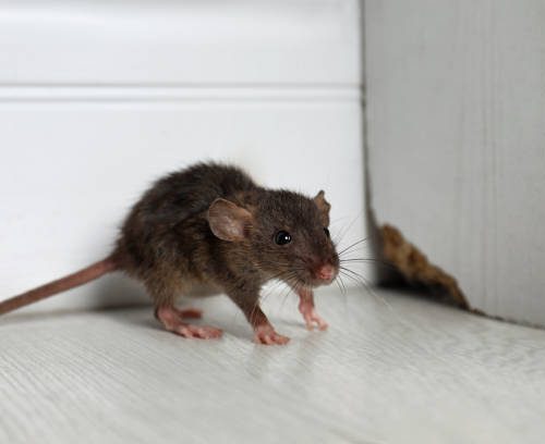 Comment éliminer les rats d’une maison ?