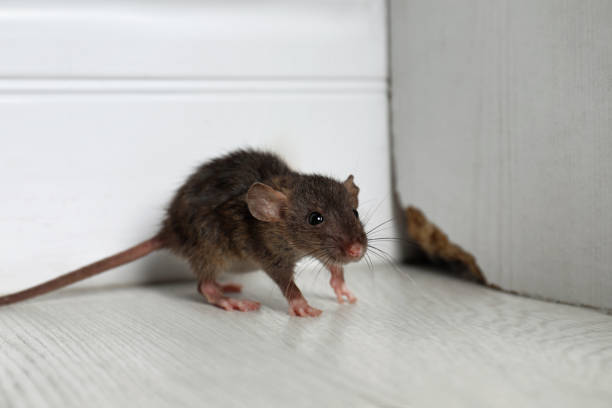 Comment éliminer les rats d’une maison ?
