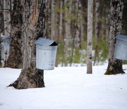 Quels sont les avantages de faire une cure à base de sève de bouleau ?