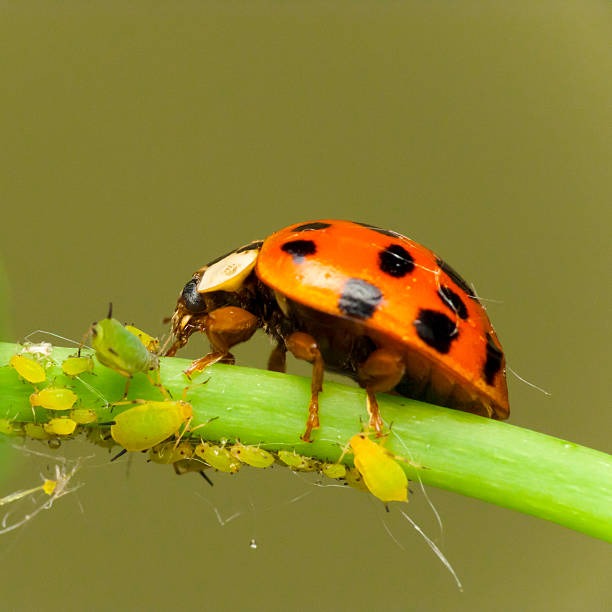 Comprendre le but de la lutte biologique ?