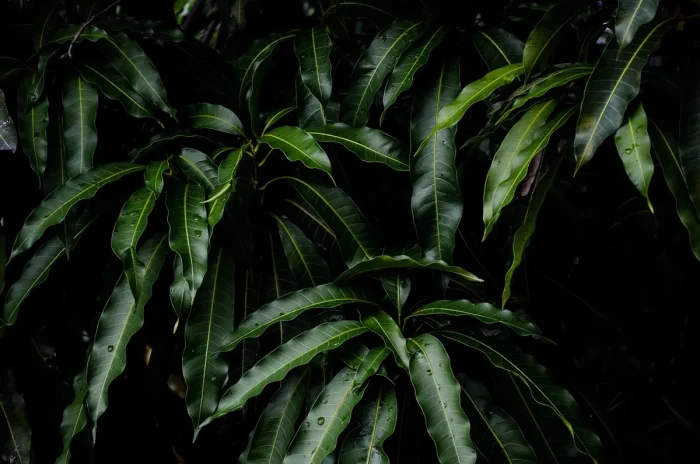 À la découverte de l’Ipanuru, plante amazonienne aux vertus singulières
